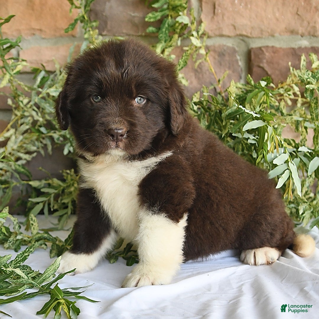 Newfoundland dogs for sale: Victoria - Image 3