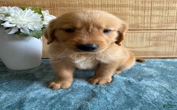 Golden Retriever dogs for sale: Luke - Image 15
