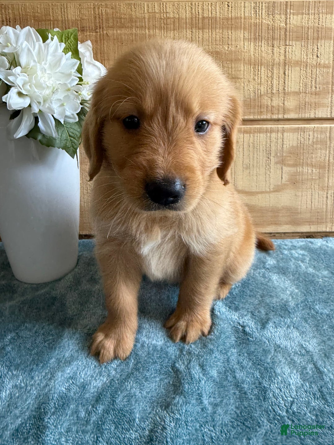 Golden Retriever dogs for sale: Luke - Image 15
