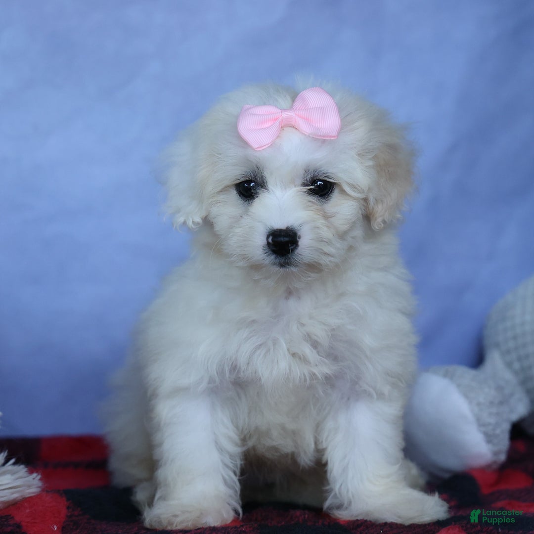 Shihpoo dogs for sale: Callie - Image 4