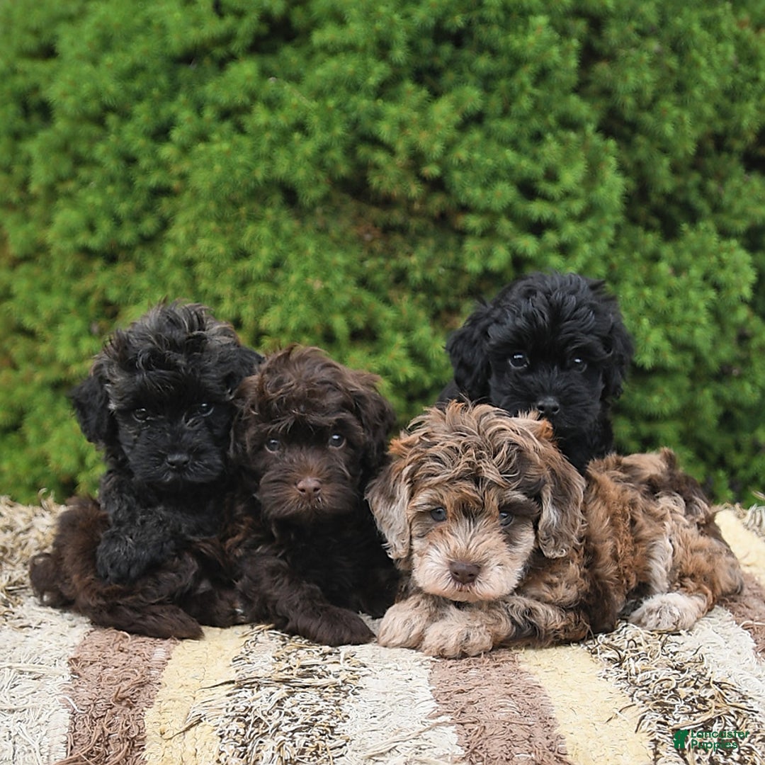 Havapoo dogs for sale: Lark - Image 4