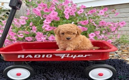 Toy Poodle dogs for sale: Bella - Image 1