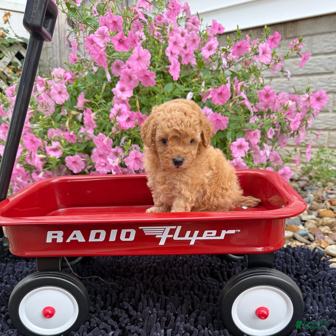 Toy Poodle dogs for sale: Bella - Image 1
