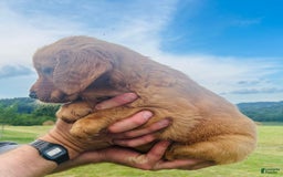 Golden Retriever dogs for sale: Rascal - Image 5