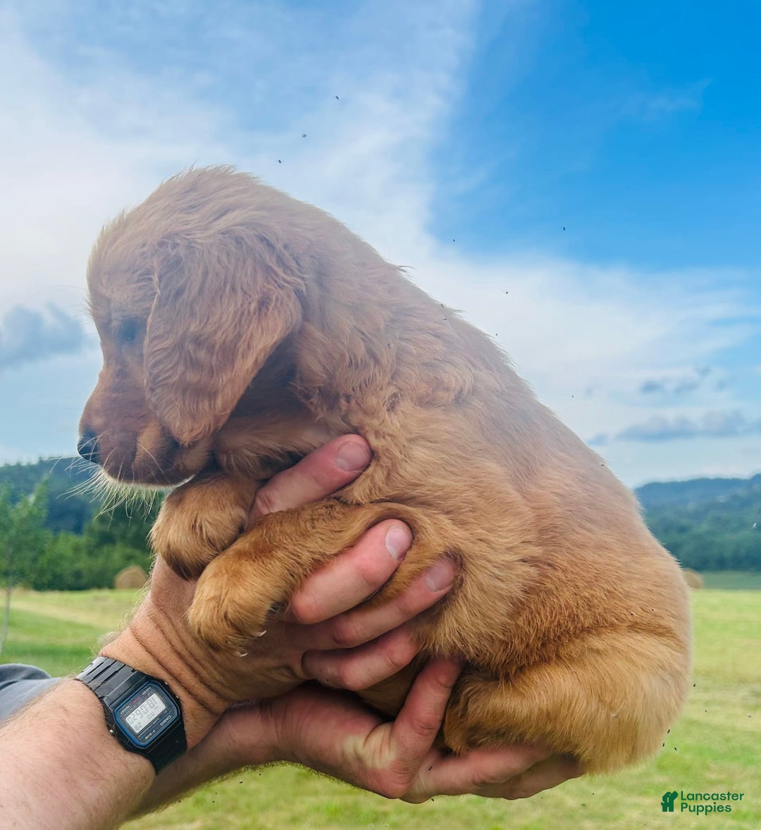 Golden Retriever dogs for sale: Rascal - Image 5