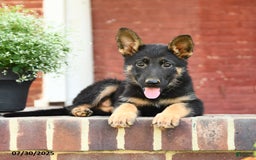 German Shepherd dogs for sale: Millie - Image 4