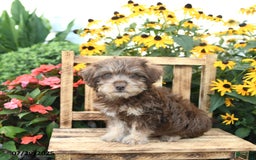 Rat Terrier dogs for sale: Tinker - Image 3