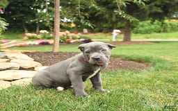 Cane Corso dogs for sale: Ocean - Image 9