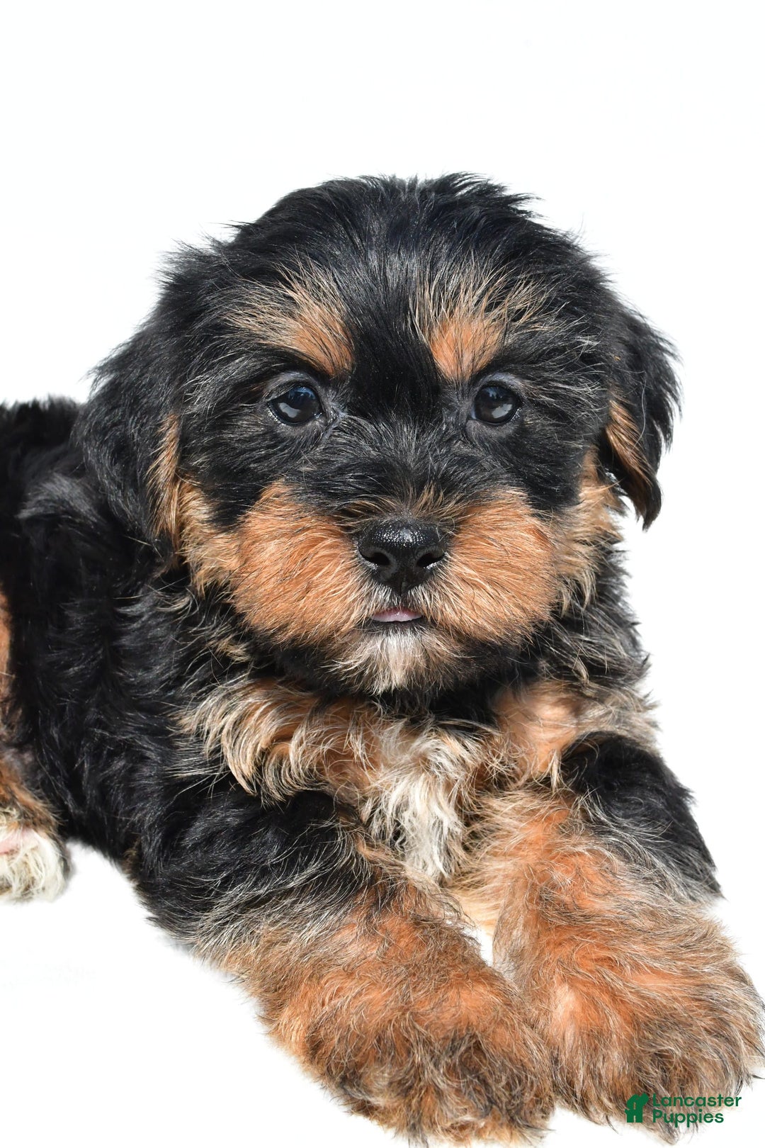 Shorkie dogs for sale: Wyatt - Image 5