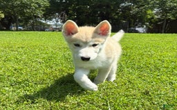 categoriesInfo:categoryAttributeOptions.pets.dogs.breed.akita dogs for sale: Champ - Image 18