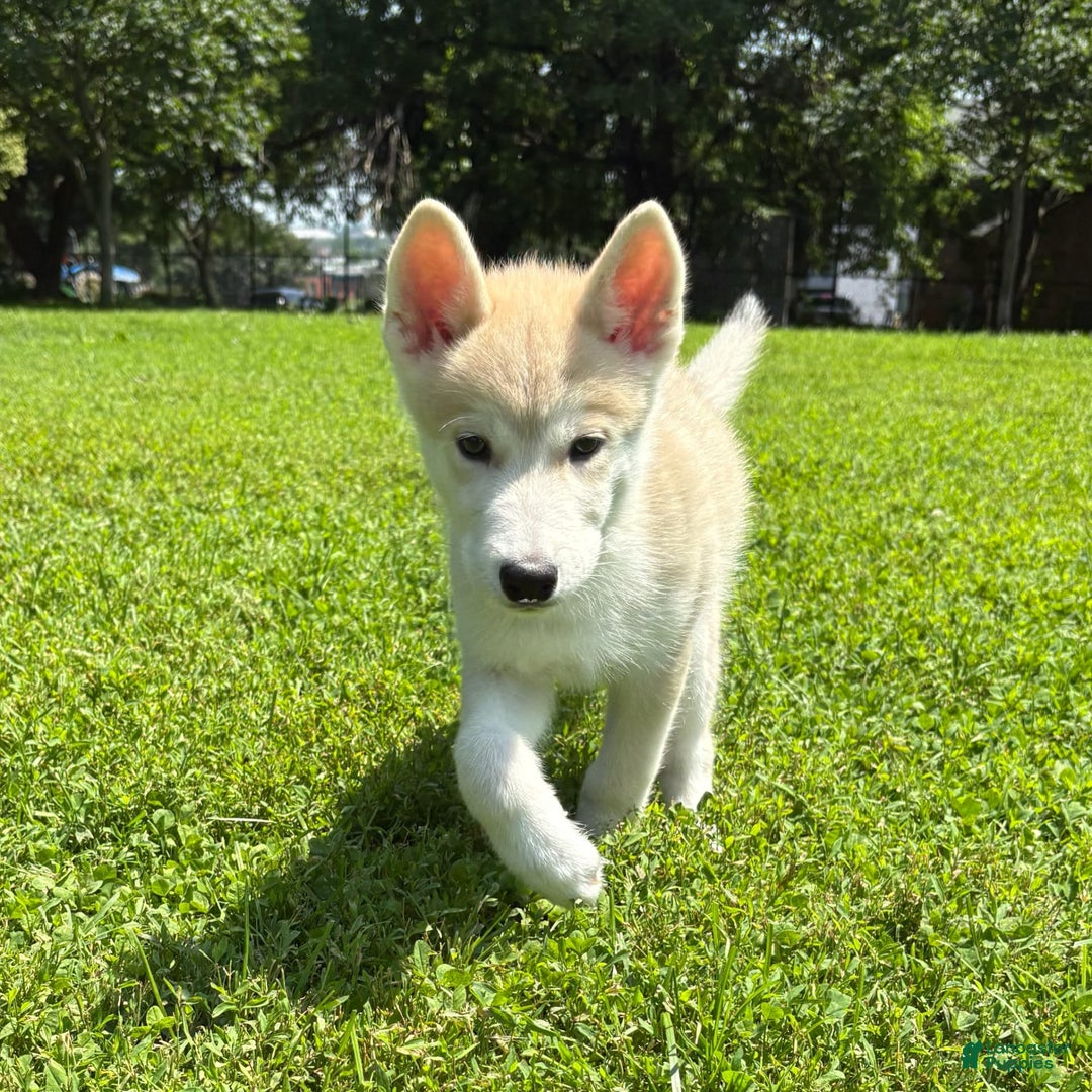 categoriesInfo:categoryAttributeOptions.pets.dogs.breed.akita dogs for sale: Champ - Image 18
