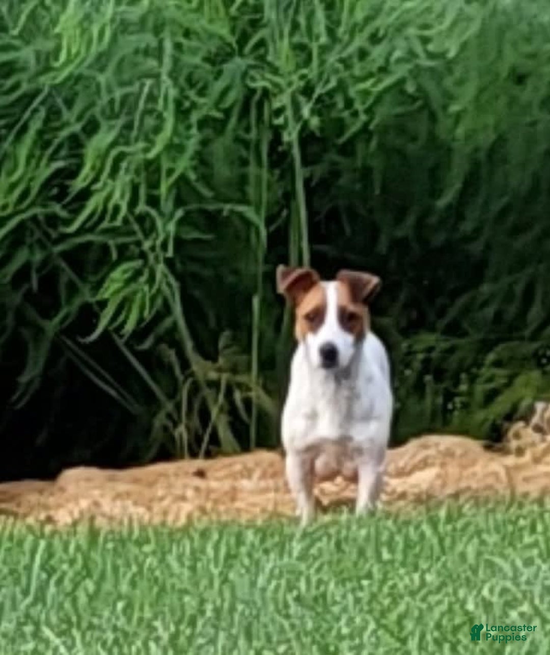 Jack Russell Terrier dogs for sale: Jack Russell Terrier 2 puppies - Image 5