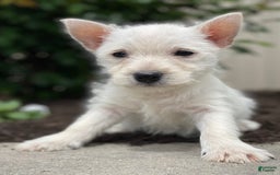 West Highland Terrier dogs for sale: Willow - Image 4