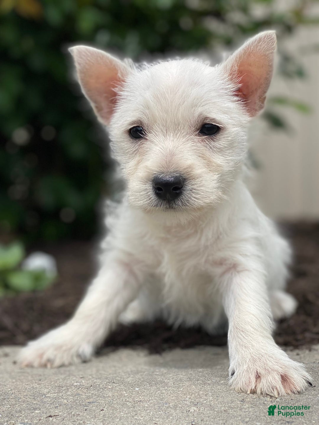 West Highland Terrier dogs for sale: Willow - Image 4