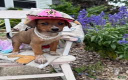 Australian Cattle Dog dogs for sale: Minnie - Image 1