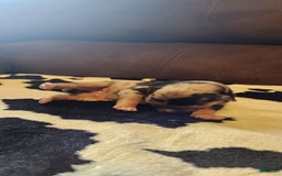 Catahoula Leopard Dog dogs for sale: Paris - Image 6