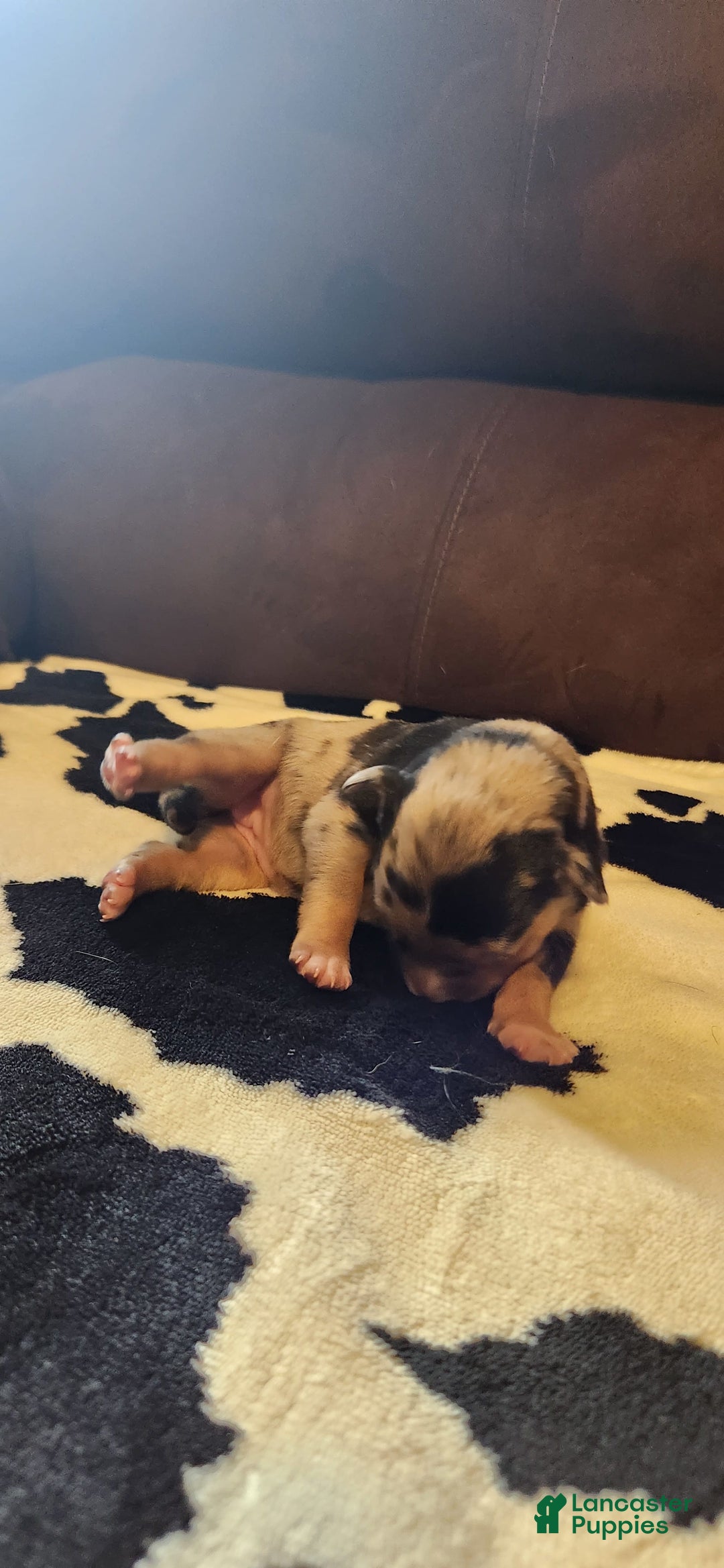 Catahoula Leopard Dog dogs for sale: Paris - Image 6