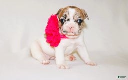 French Bulldog dogs for sale: Athena Akc - Image 45
