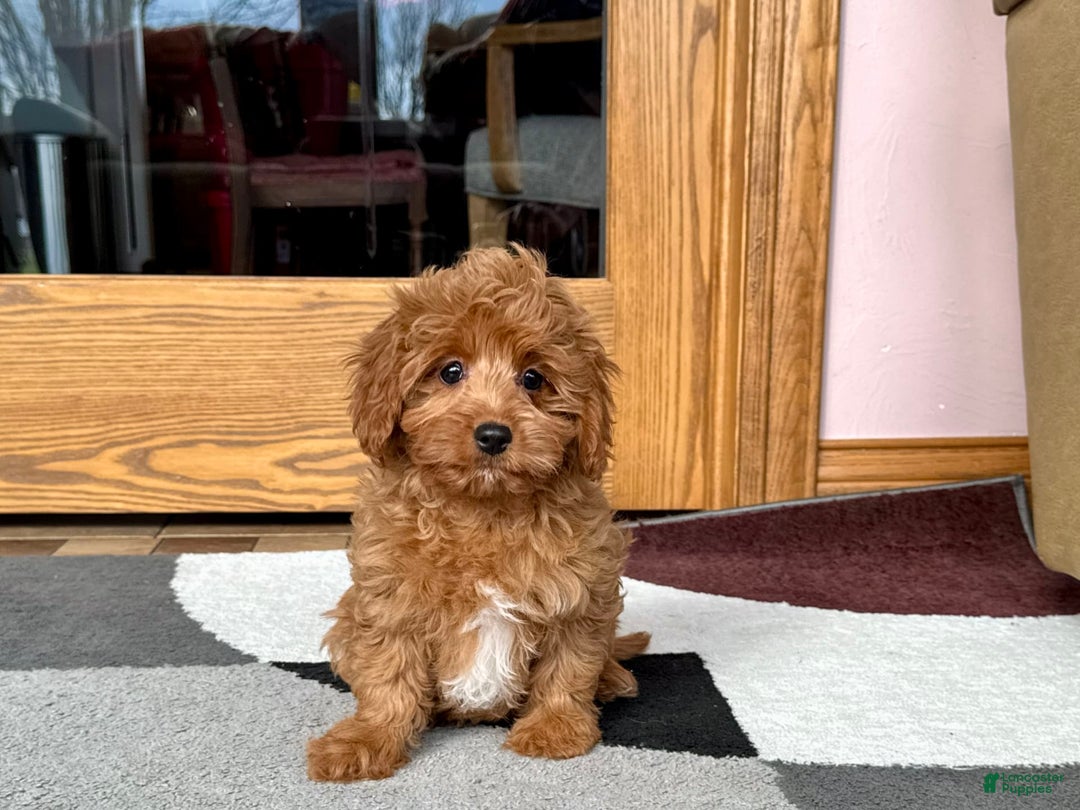 Cockapoo dogs for sale: Leona F1b - Image 2