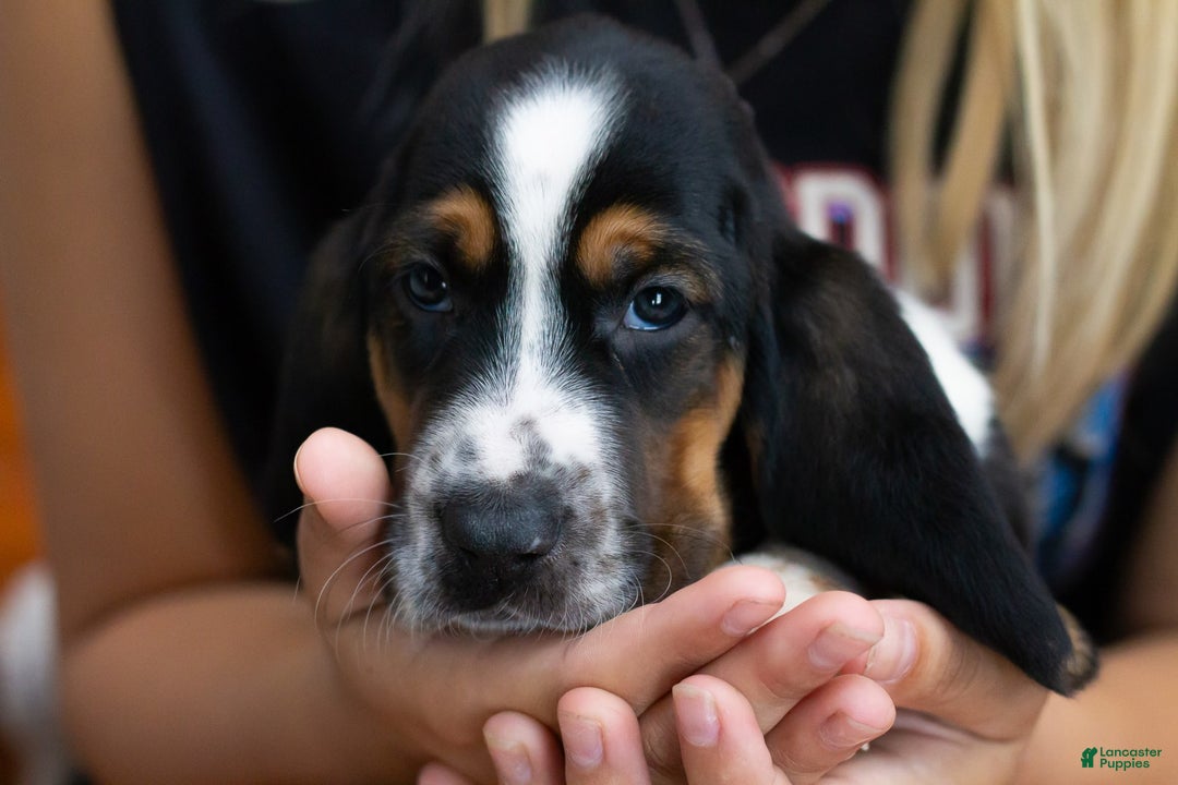 Basset Hound dogs for sale: Jasper - Image 7