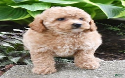 Toy Poodle dogs for sale: Tulip - Image 21