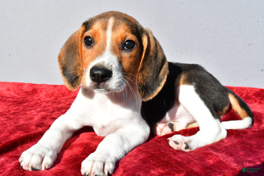 Beagle dogs for sale: Bo - Image 7