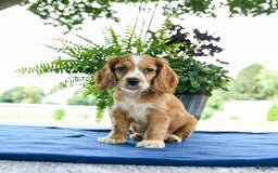 Cocker Spaniel dogs for sale: Baxter - Image 3