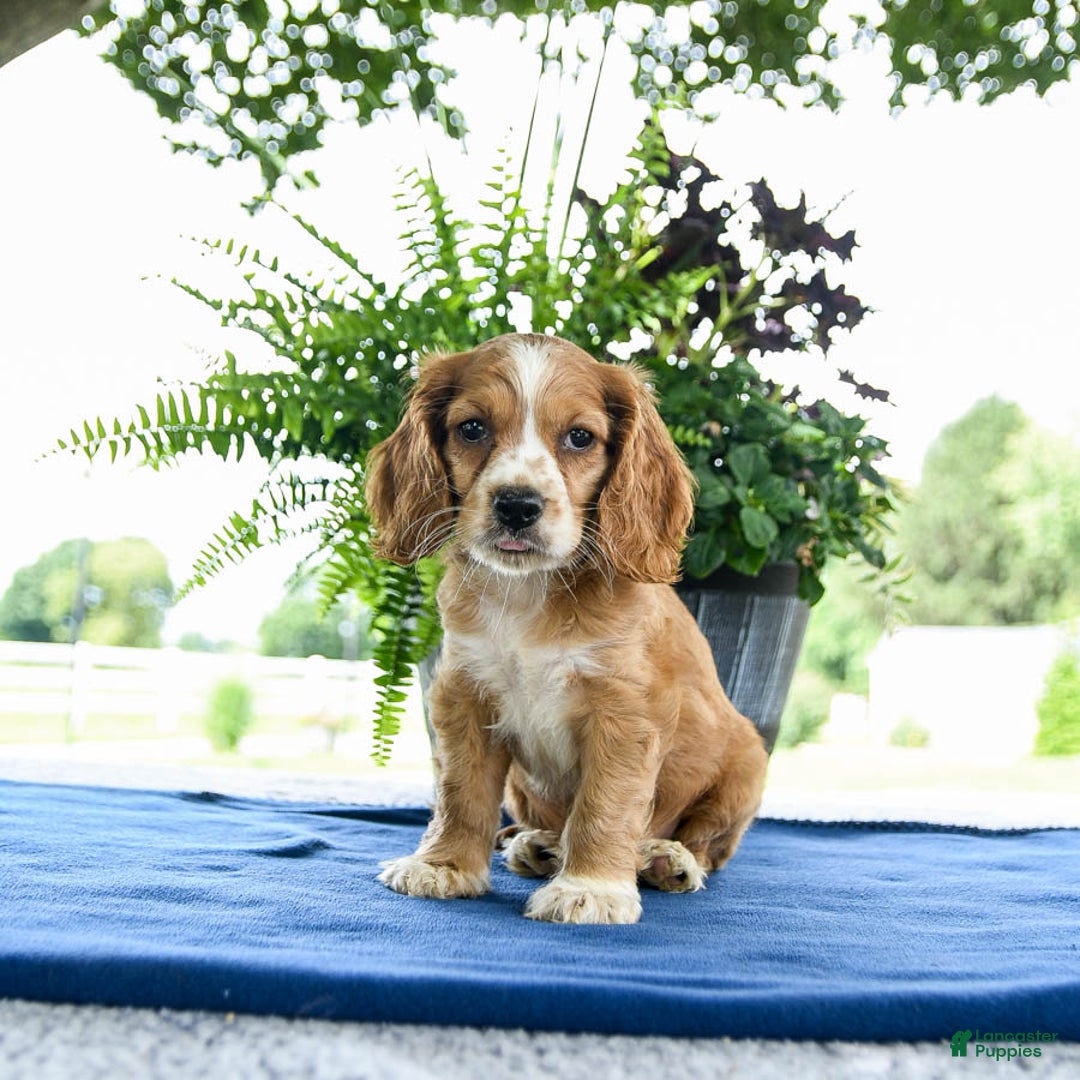 Cocker Spaniel dogs for sale: Baxter - Image 3