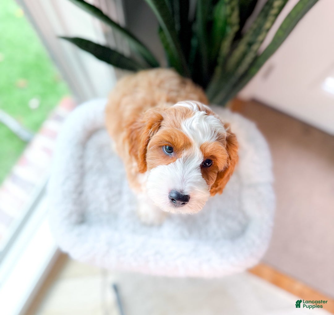 Cavapoo dogs for sale: Yolo - Image 5