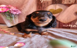 Miniature Dachshund dogs for sale: Ledger - Image 7