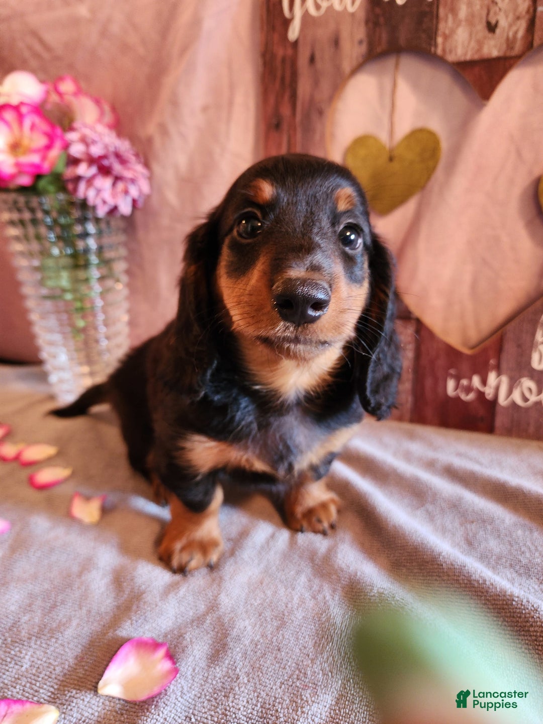 Miniature Dachshund dogs for sale: Ledger - Image 7