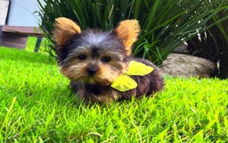 Yorkshire Terrier dogs for sale: Jeff - Image 4