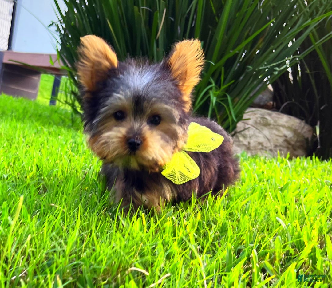 Yorkshire Terrier dogs for sale: Jeff - Image 4