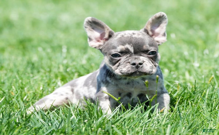 French Bulldog dogs for sale - Ad 1