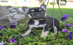 French Bulldog dogs for sale: Falcon - Image 2