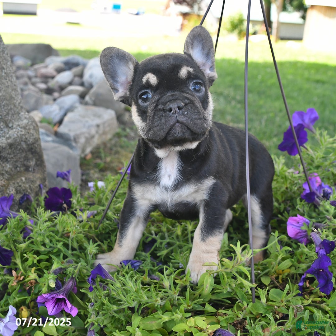 French Bulldog dogs for sale: Falcon - Image 2