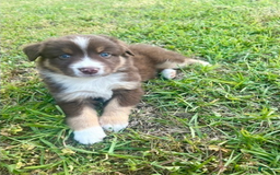 Australian Shepherd dogs for sale: Brody - Image 3