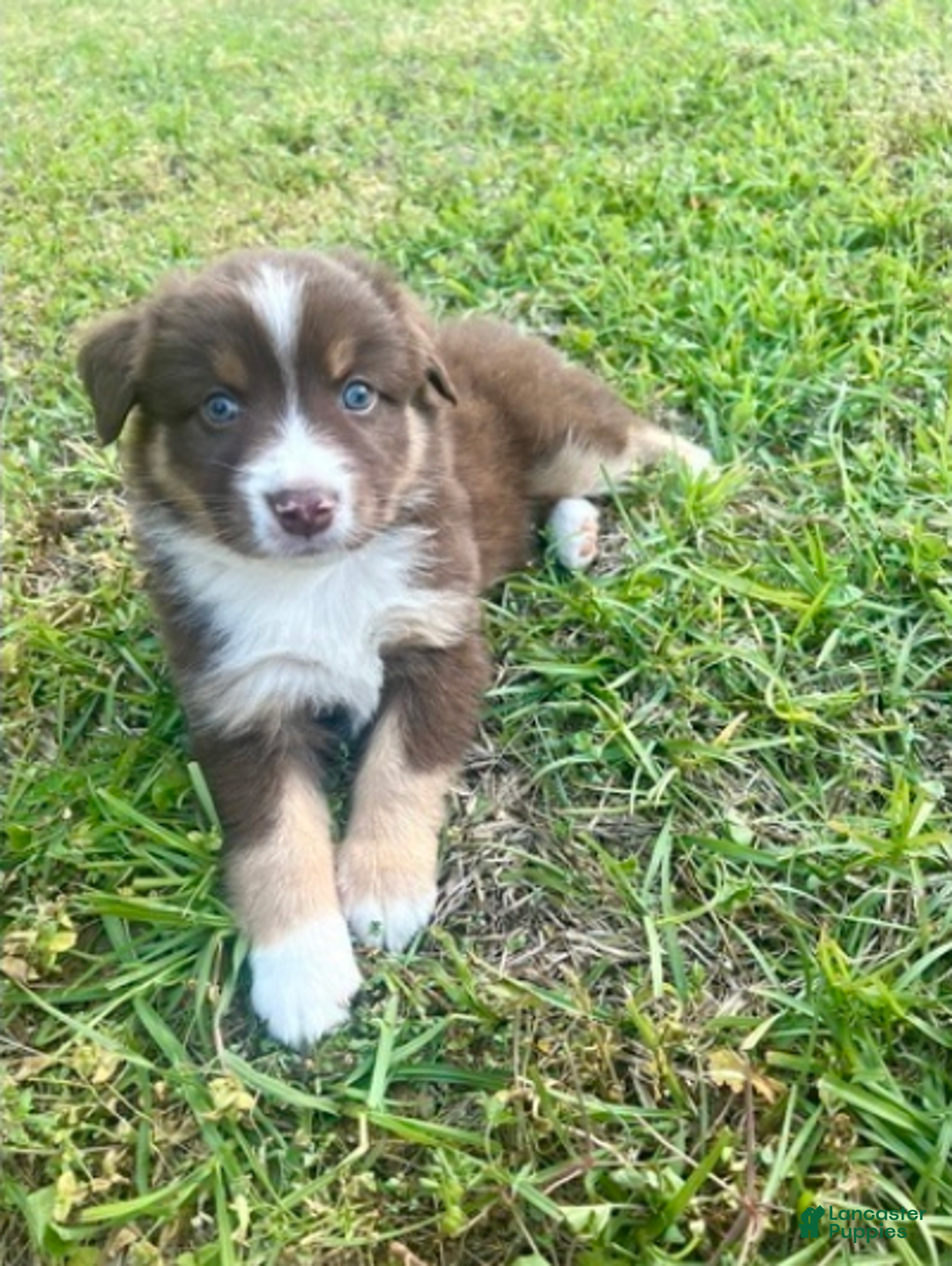 Australian Shepherd dogs for sale: Brody - Image 3