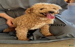 Mini Goldendoodle dogs for sale: Angie - Image 30
