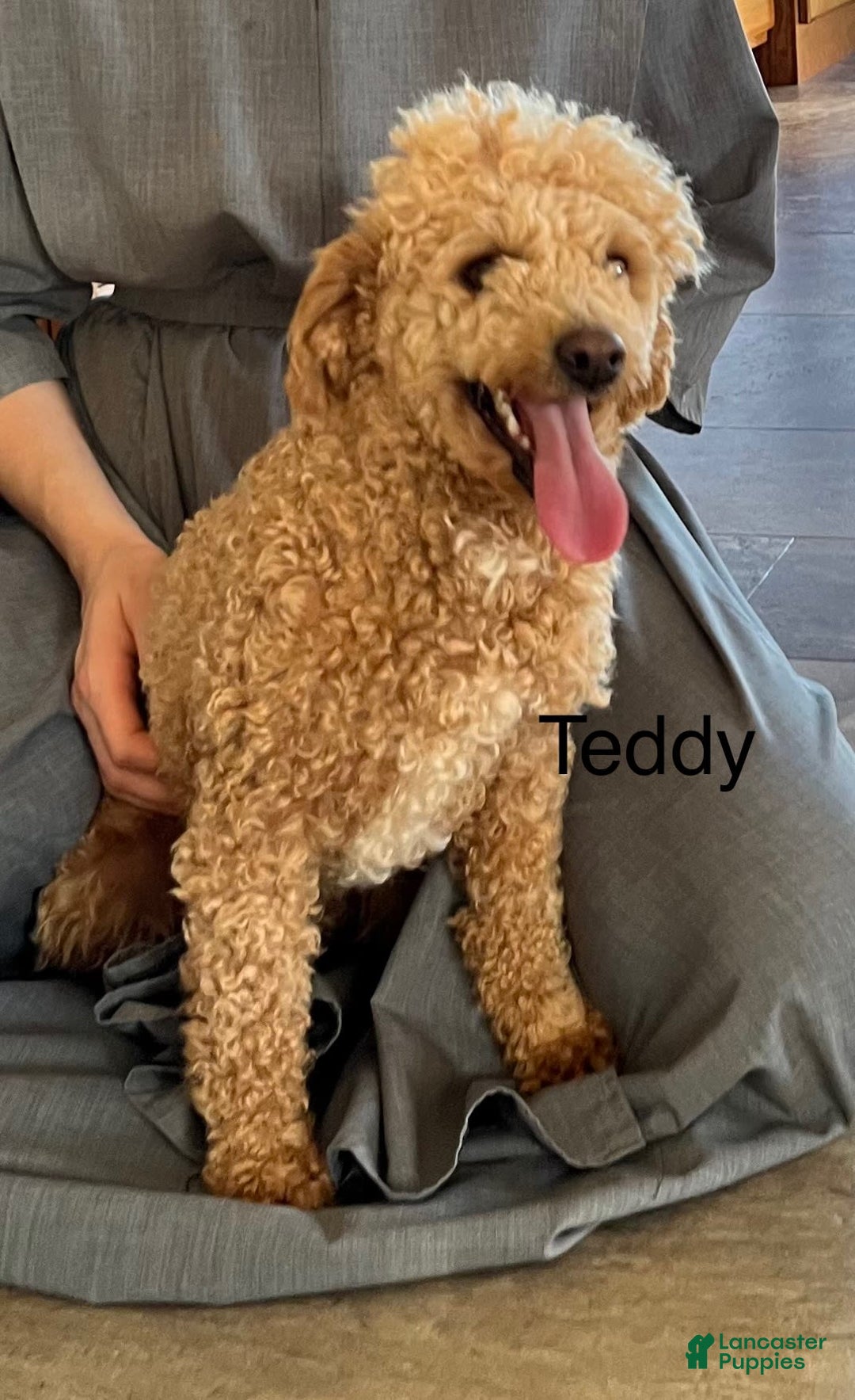 Mini Goldendoodle dogs for sale: Angie - Image 30