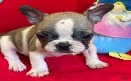 French Bulldog dogs for sale: Luke - Image 1