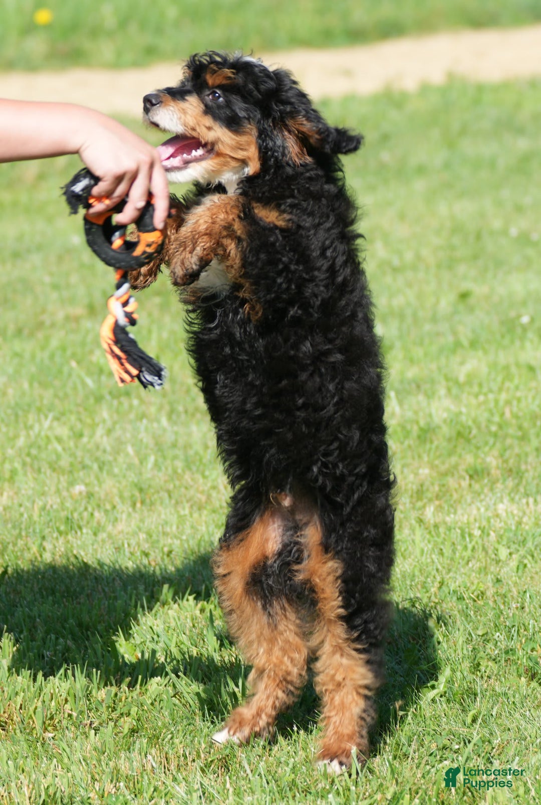Mini Bernedoodle dogs for sale: Buddy - Image 13
