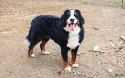 Bernese Mountain Dog dogs for sale: Beau - Image 11