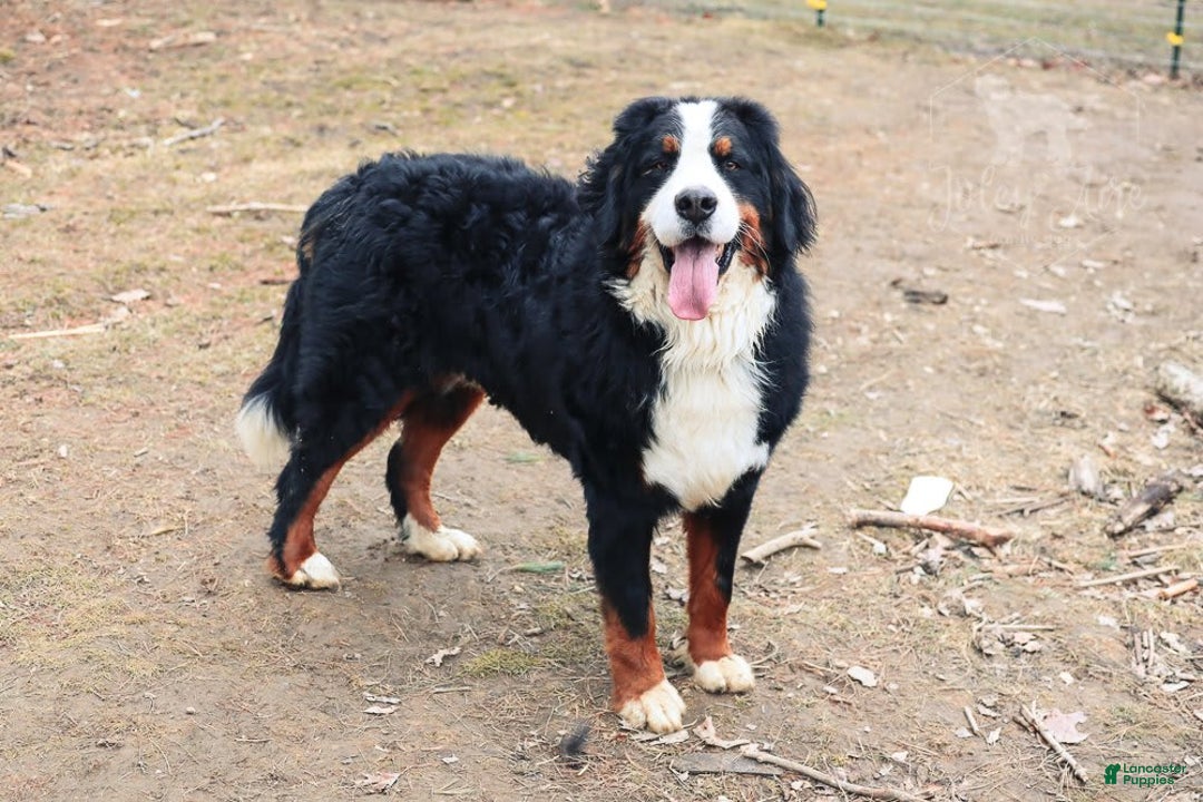 Bernese Mountain Dog dogs for sale: Beau - Image 11