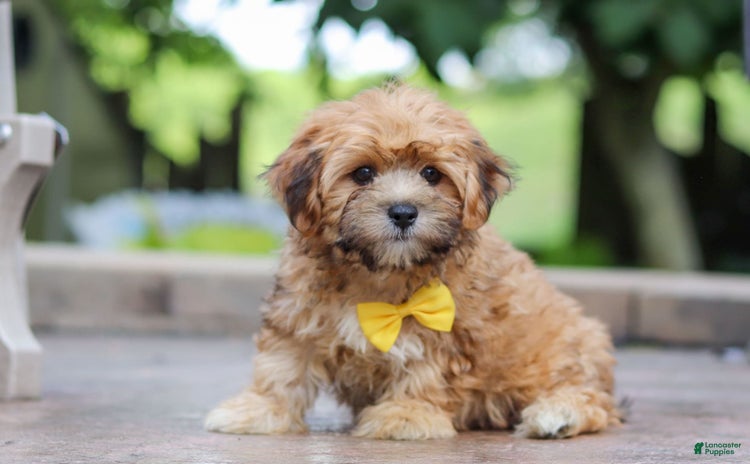 Morkie dogs for sale - Ad 1