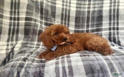 Cavapoo dogs for sale: Dash - Image 7