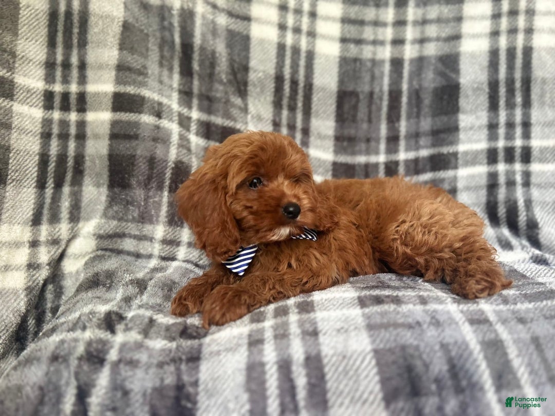 Cavapoo dogs for sale: Dash - Image 7