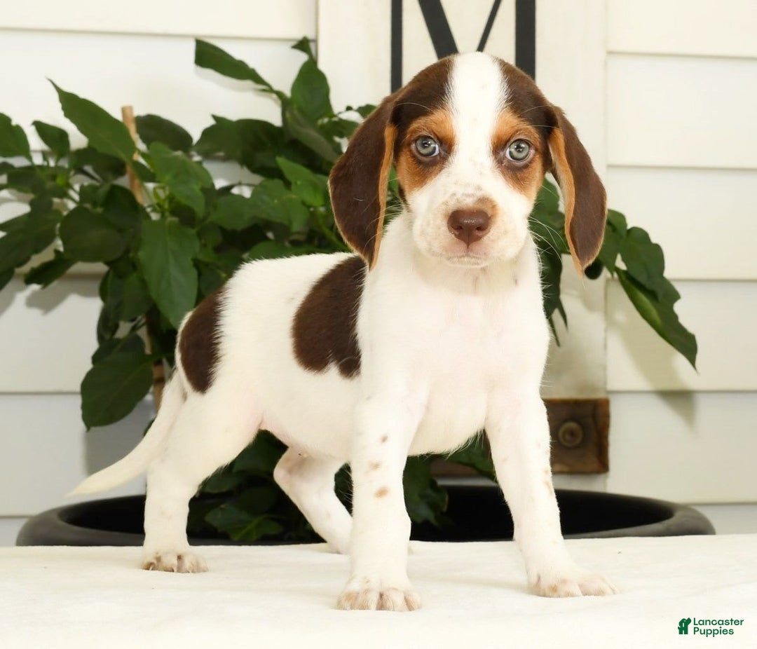 Beagle dogs for sale: Primrose - Image 4