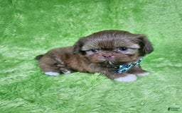 Shih Tzu dogs for sale: Bear - Image 17