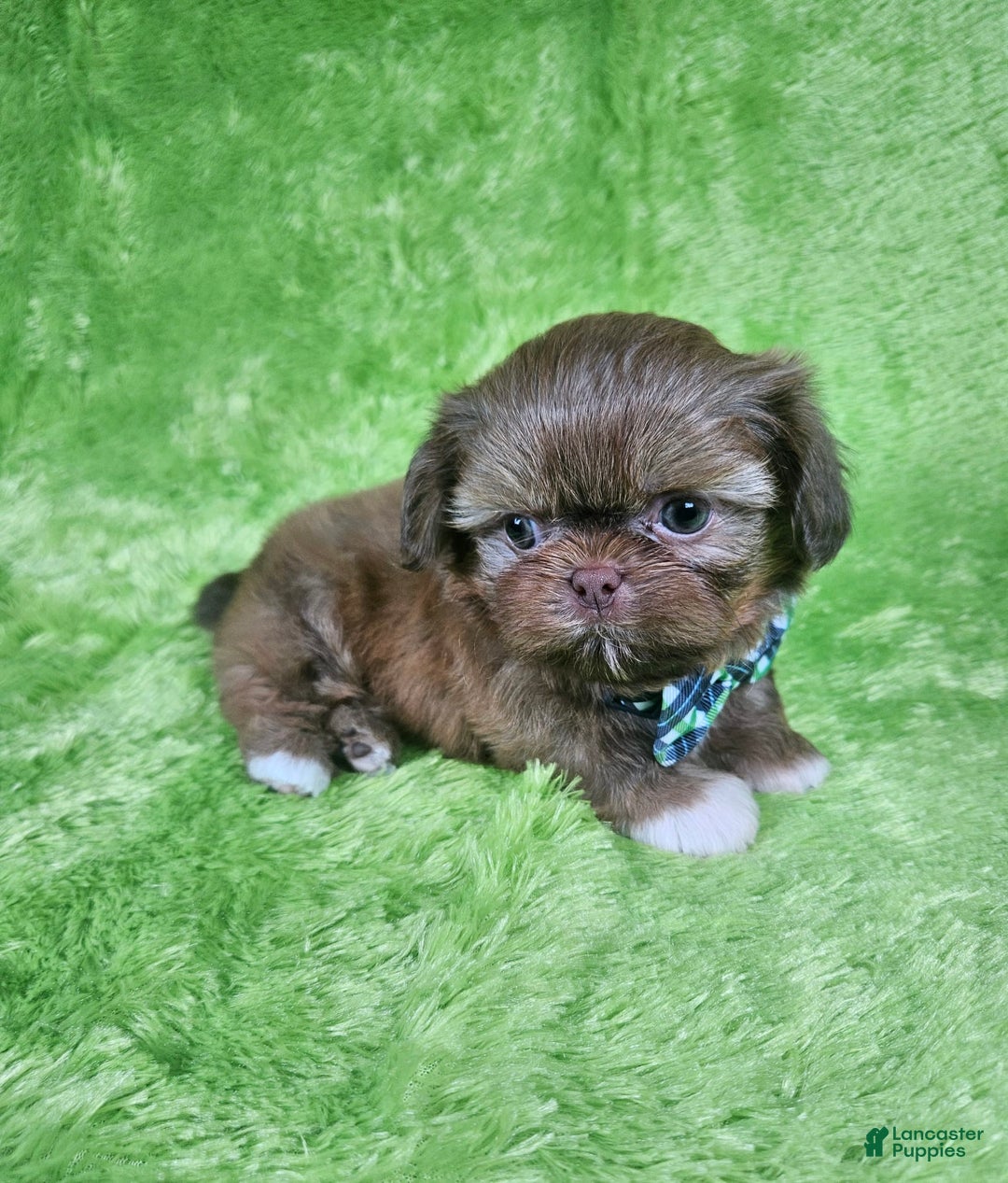 Shih Tzu dogs for sale: Bear - Image 17